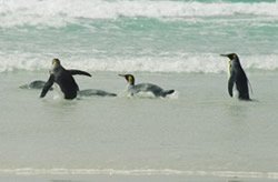 King penguins appreciating their natural environment, Volunteer Point, Falklands