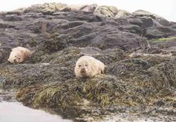 Common seals on Scottish shores Common seals on Scottish shores