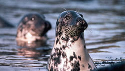 Grey seals making an appearance