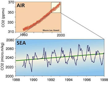 Change in partial pressure of carbon dioxide in the atmosphere and ocean at Hawaii