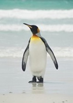 King penguin at Volunteer Point, Falklands King penguin at Volunteer Point, Falklands