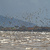 Hilbre flypast