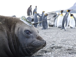 Seal with a CTD tag attached Seal with a CTD tag attached