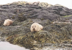 Common seals on Scottish shores